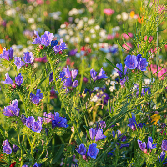 Blumenwiese in Rottenburg Laaber